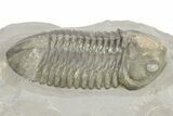 Small-Eyed Struveaspis Trilobite - Jorf, Morocco #273391-2